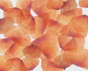 translucent poppy petals flat lay background - 111292911
