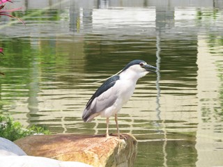 EGRET