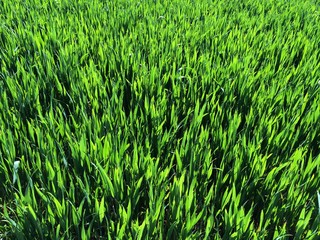 landwirtschaftliches feld