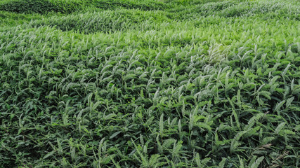 Green plant with wind at outdoor