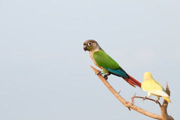 Parrot on a perch on wooden