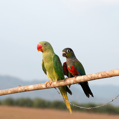 Parrot on a perch on wooden