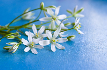 Fototapeta na wymiar Background with little white flowers on cobalt blue painted wooden board. Delicate wildflowers on blue wooden background