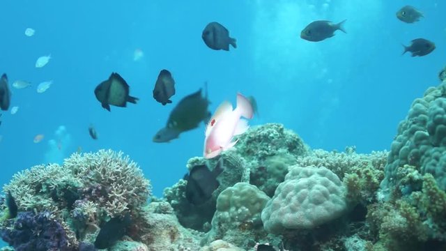 Sea Goldie