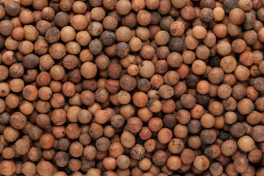 Organic Indian Sandalwood (Santalum Album) Seeds. Macro Close Up Background Texture. Top View.