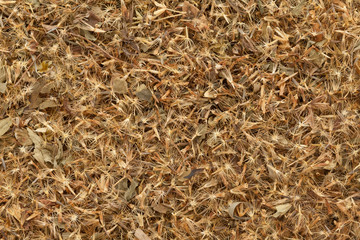 Organic Candyleaf (Stevia rebaudiana) seeds. Macro close up background texture. Top view.