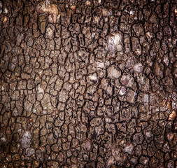 Naklejka premium tree bark background