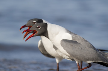 A pair of Laughing Gulls sporting their striking breeding colors perform a courtship ritual together on the beach along the Delaware Bay shoreline in southern New Jersey.