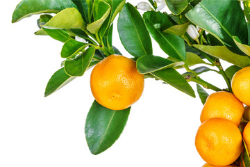 mandarine tree isolated on white