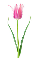 tulip flower isolated