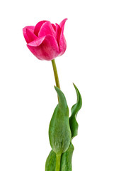 tulips flowers isolated