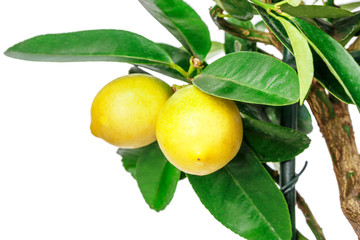 Lemon tree isolated on white