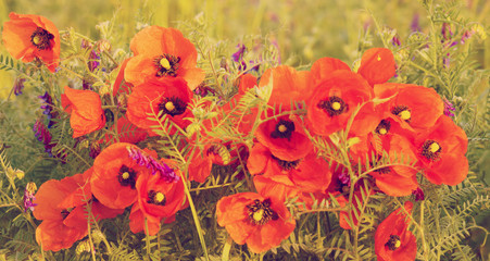 Wildflowers poppies among grass and wild flowers