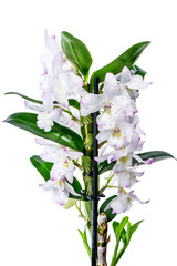Obraz premium Orchid flower isolated
