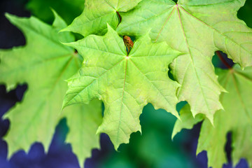 Maple leaves on the outside
