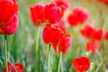 Acrylic prints Tulip red tulips field