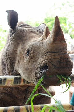 Rhinoceros feeding in a zoo, silhouette