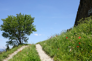 lavandes en Provence
