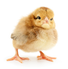 Small yellow chicken.