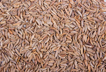 Close up of cumin seeds. Spice.