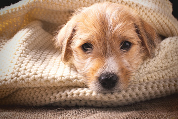 Small sad puppy lying on knitted textile, looking straight in camera. Cozy warm background