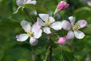 apple flower