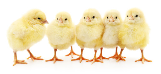 Five yellow chickens.