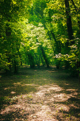 Path in the green forest in summer
