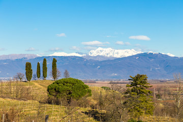 Obraz premium Vineyard in late winter