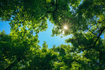 Spring in the deciduous forest. View of the tops of the trees in the sunlight from the ground level