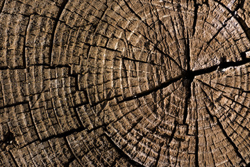 Fototapeta premium Deep cracked stump.