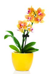 beautiful yellow orchid in pot isolated on white