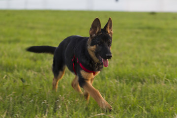 Puppy Alsatian dog on walk