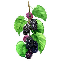 Fresh fruit black mulberry with leaves isolated, watercolor illustration