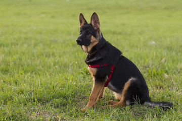 Puppy Alsatian dog on walk