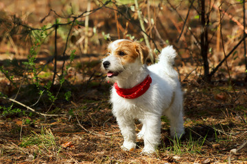 Dog in the forest. Cute pet outdoors. Young Jack Russell Terrier puppy in the park.