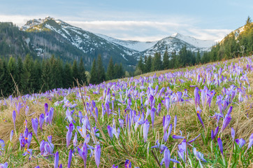 Crocuses in the grass, Tatra mountains