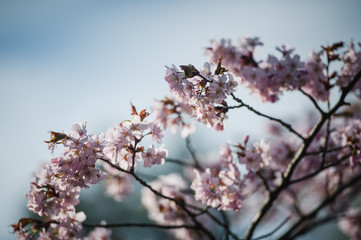 Cherry Blossom with Soft focus, Sakura season in Moscow, Background