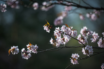 Cherry Blossom with Soft focus, Sakura season in Moscow, Background