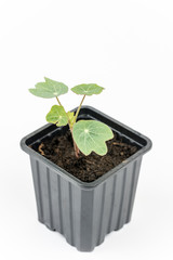 Tropaeolum majus in the flowerpot isolated over white