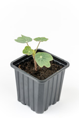 Tropaeolum majus in the flowerpot isolated over white