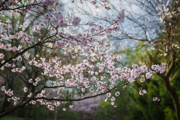 Cherry Blossom with Soft focus, Sakura season in Moscow, Background