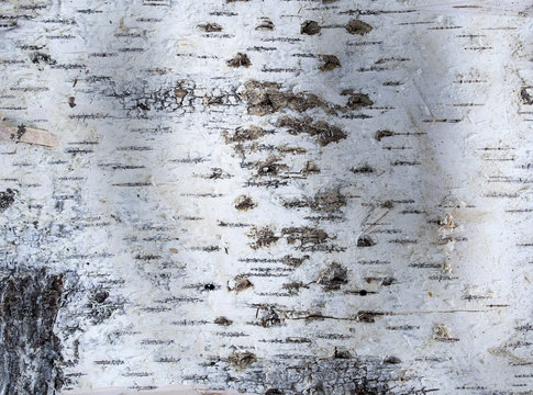 Birch bark as a natural background
