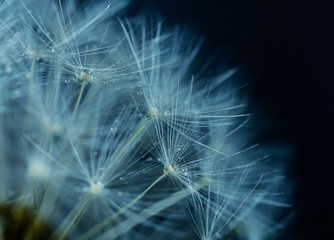 Dandelion abstract background.  Abstract macro photo of plant se