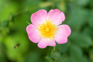 Obraz premium Flower wild rose growing in the spring