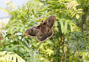 Saturnia pyri, the Giant Peacock Moth, is a Saturniid moth which is native to Europe.