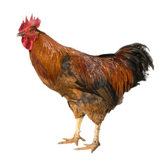 Rooster isolated on white background