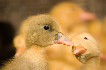 Poultry farm. Ducklings
