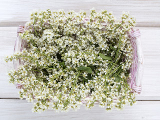 Branches of bird cherry blossoms in spring on a white table in a
