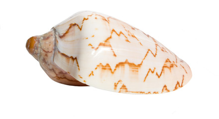Sea shell isolated on white background